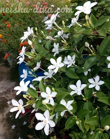 milky way flower koleksi Rumah Bunga Neisha