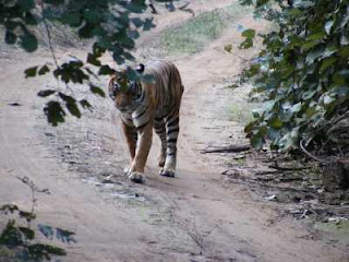 Ranthambore Sanctuary  Bharatpur