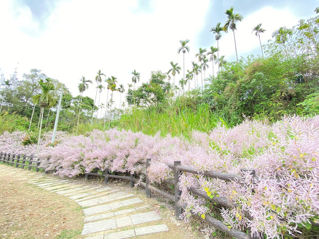 清水溝溪麝香木花道