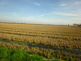 Ricefields in El Delta del Ebre