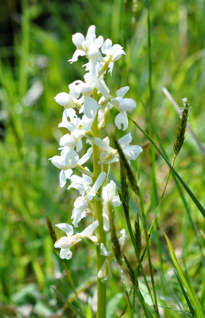 Fleurs lâches blanche