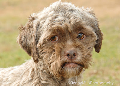 Dog With Human Face Adoption