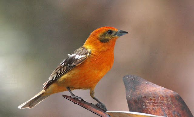 flame-colored tanager male