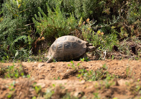 Mediterranean Spur-thighed Tortoise - Souss Massa National Park, Morocco