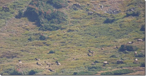 Elk, Rocky Mountain National Park, Old Fall River Road