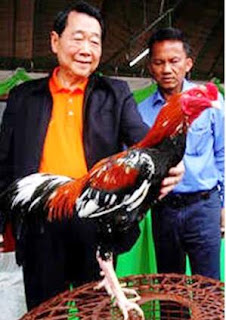 Gambar ayam bangkok juara dan milyarder mania