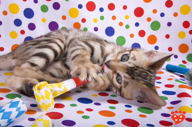 Celebrating seven years of Companion Animal Psychology. Photo shows a Bengal kitten playing with a party toy