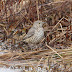 MA - Sage Thrasher and more on the first day of March