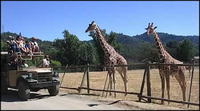 Safari West Wildlife Preserve 