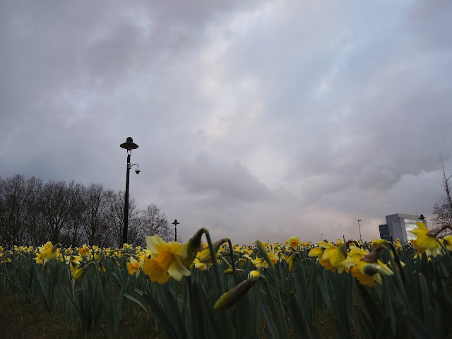 Maartse narcissen in Deurne