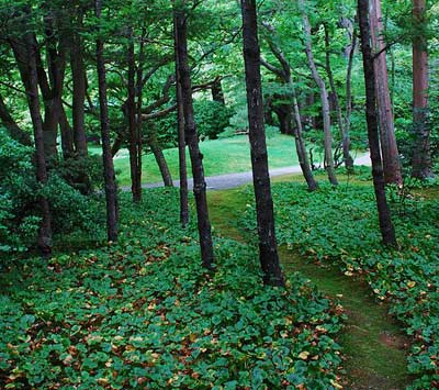 Desire path