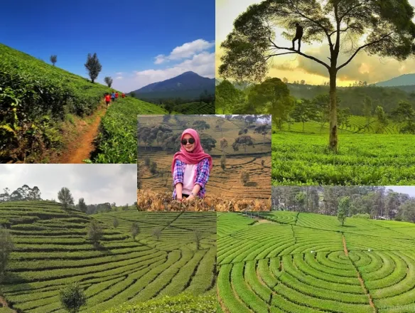 Kebun teh Sukawana_Tempat wisata di Bandung Hits dan Instagramable