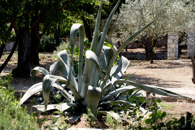 Agave americana