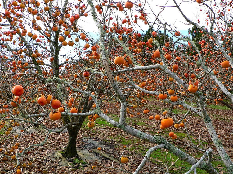 Do You Know What Your Favorite Foods Look Like While Growing - The persimmon (which is actually a berry in terms of botanical morphology), beautifully hangs from the tree.