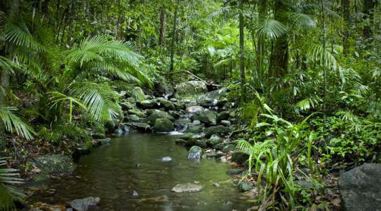 Daintree  National Park di Far North Queensland, Australia,  yang berisi  hutan  hujan berusia 110 juta tahun―salah satu ekosistem  tertua di bumi