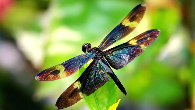 Black Dragonflies