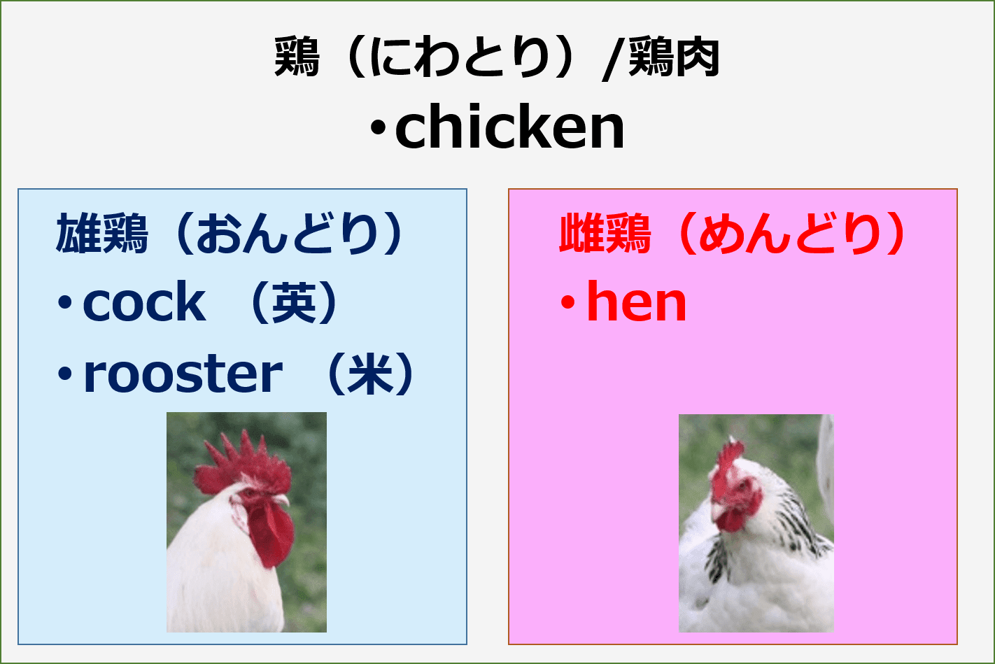 英語 ニワトリ 鶏 は英語で何という Chicken Cock Rooster And Hen チキン コック ルースター ヘン 中国語 英語 学習ノート 炎上勘弁