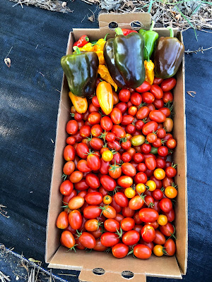 cardboard flat of tomatoes with some green, chocolate, and yellow peppers