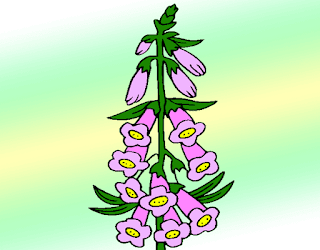 Foxglove Drawing