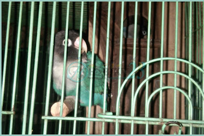 Kendala Dalam Berternak Burung Lovebrid