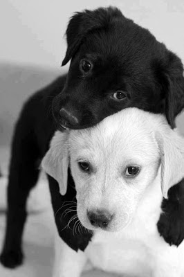 Foto de dos cachorros en blanco y negro