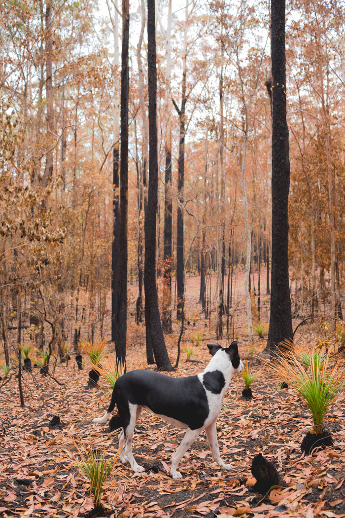 burnt australian bush and dog