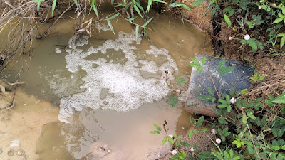 Dugaan Pencemaran Lingkungan, DLH Tulang Bawang Kunjungi Perusahaan Pengelola Singkong