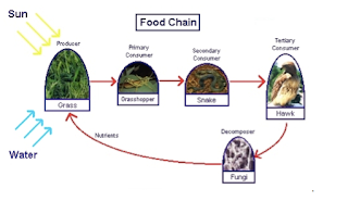  Food chains, 5th grade