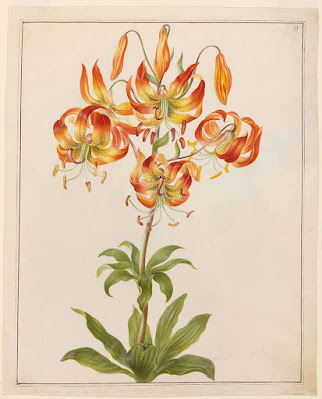 Лилия великолепная (Lilium superbum)