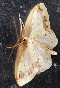 Moth, Treble Brown Spot, Idaea trigeminata.  Keston Common moth trap, 2 July 2011.