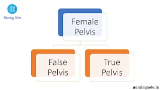 Female Pelvis: False Pelvis and True pelvis