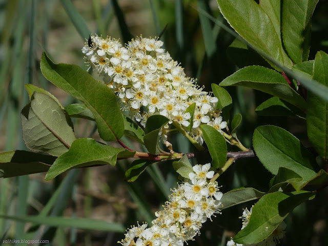 11: sprig of flowers on a tree