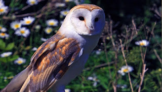 Biological and ecological characteristics of Barn Owl