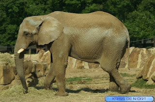 Eléphant de savane d'Afrique - Loxodonta africana