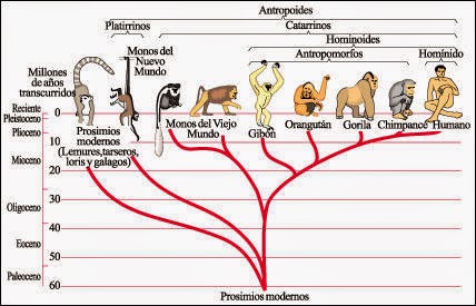 Resultado de imagen de Ã¡rbol filogenÃ©tico 4 ESO biologÃ­a