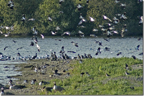 CORMORANTS PEEWITS GEESE