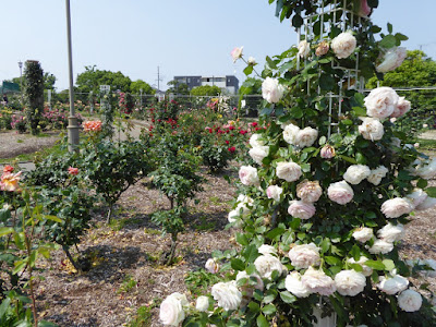 若園公園バラ園