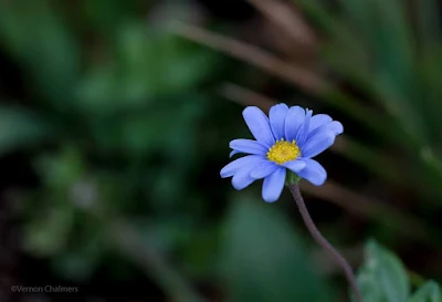 Small flower Photography : Canon EOS 6D / Canon EF 50mm f/1.8 STM Lens