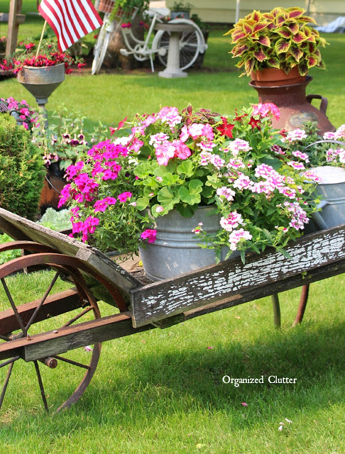 Looking back at my favorite junk garden wheelbarrow and its plantings.