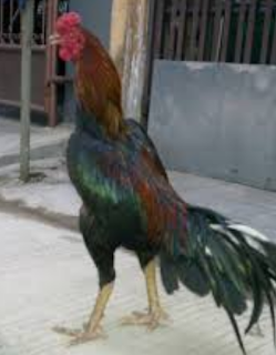 Gambar Ayam Bangkok Super Yang Di Takuti Lawan | Gambar Foto Ayam ...