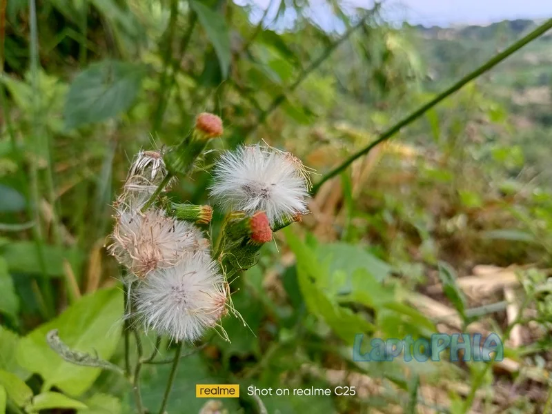 Hasil Foto Kamera Realme C25