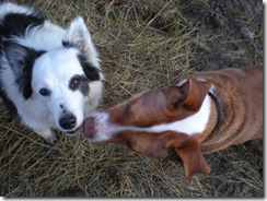 roscoe and daisy 006