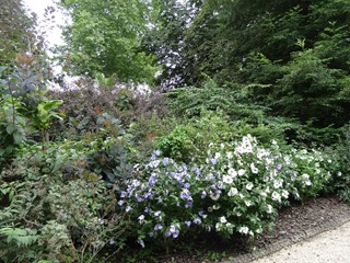 2016.08.05-003 plantes acidophiles