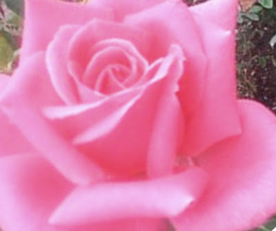 wallpaper rosas. rosas de amor