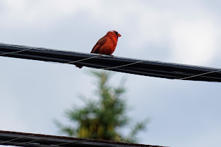 Cardinal in Terraview Park, Toronto