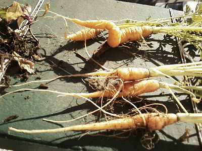 Premature carrot harvest