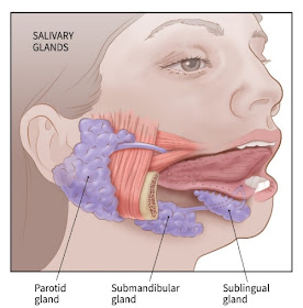 salivary glands,salivary gland,salivary glands anatomy,salivary gland stone removal,sublingual gland,parotid gland,submandibular gland,major salivary glands,minor salivary glands,salivary gland stone,salivary glands in mouth,salivary glands secrete,types of salivary glands,what are salivary glands,parotid salivary glands,salivary gland stones,salivary glands function,salivary glands location,salivary glands in action,salivary gland sweling,blocked salivary gland,anatomy of salivary glands