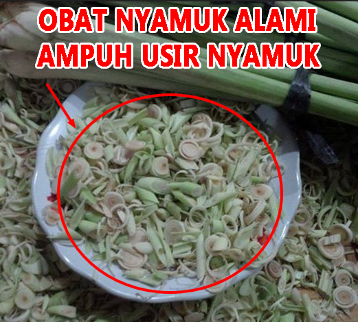 Bahan Alami yang Ampuh dan Efektif Usir Nyamuk di Rumah