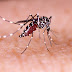 Maringá registra a primeira morte por dengue de 2024, aponta boletim 