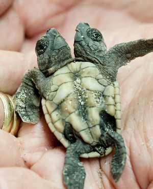 Twice As Nice Rare 2 Headed Sea Turtle Hatchling Found On Jupiter Island Kingsbrook Animal Hospital